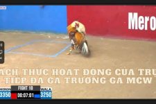 Trực Tiếp Đá Gà: Một Hình Thức Cá Độ Đá Gà  Phổ Biến tại Việt Nam